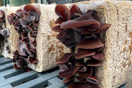 信州あづみ野産 乾燥きくらげ 50g [安曇野ベジタブル 長野県 池田町 48110474]