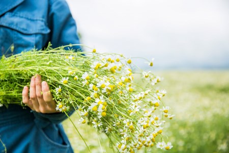 華密恋 国産 カモミールの薬用入浴剤 400mLと詰替え350mL [15日分] [カミツレ研究所 長野県 池田町 48110494] 