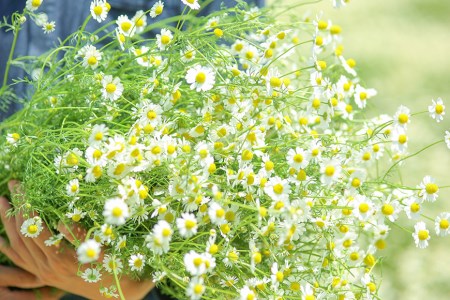 華密恋 オーガニック スキンケア ベビーセット [カミツレ研究所 長野県 池田町 48110773]