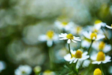 華密恋 国産 有機 カモミール ハーブティ 1.5g×6包×5個 [カミツレ研究所 長野県 池田町 48110776]