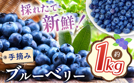 【2025年先行予約】ブルーベリー 約1kg | 果物 くだもの 果実 フルーツ ブルーベリー 手摘み ジューシー 長野県 松川村 北アルプス 信州