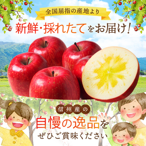 【2026年先行予約】シナノリップ　4～４.5㎏ ｜東印平林農園 リンゴ りんご 林檎 果物 くだもの フルーツ 果実 果汁 シナノリップ エコファーマー 長野県 松川村 信州