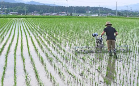 【令和7年度産】コシヒカリ 慣行栽培米 10kg | 茅野農園