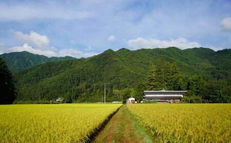 玄米 自然栽培 天日干し 朝日 5㎏ |　お結び自然農縁