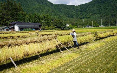 玄米 自然栽培 天日干し 朝日 5㎏ |　お結び自然農縁