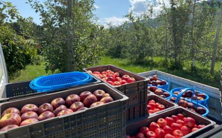 サンふじ 100% りんごジュース 1000ml 2本 【先行予約】 | 外川果樹園