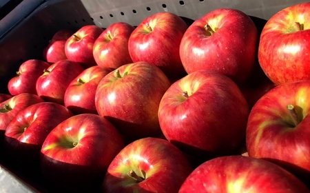 訳あり ぐんま名月 約 5kg｜ やまし平林農園