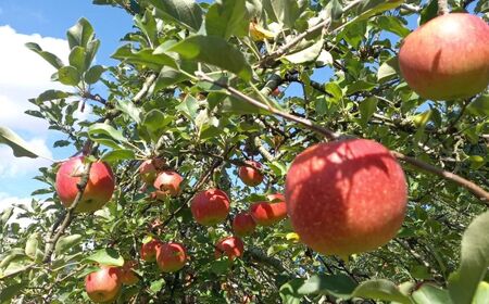 【2026年先行予約】シナノスイート 約5kg | マルヒラ農園