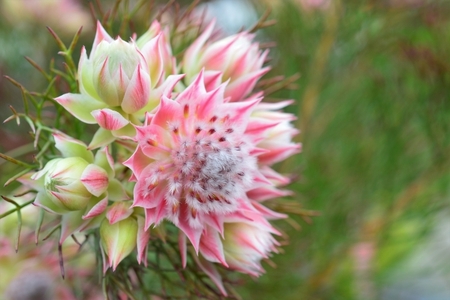 【先行予約】セルリア 5号鉢 プリティピンク | 花 はな フラワー 苗木 ガーデニング 栽培 オージープランツ ピンク 家庭菜園 長野県 松川村