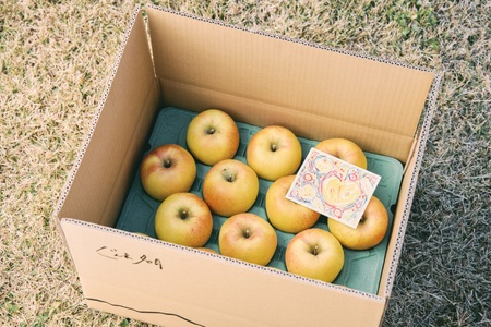 訳あり 家庭用 ぐんま名月 5kg 【2026年先行予約】 ｜ 山とりんご