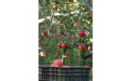 2024年度産 シナノスイート 家庭用 約 5kg ｜ リンゴ りんご 林檎 果物 フルーツ 果実 果汁 シナノスイート しなのすいーと 家庭用 わけあり 訳アリ 長野県 松川村