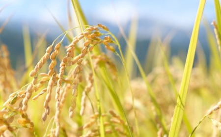 ＜6ヶ月間お届け＞＜令和7年産・新米・先行予約＞白馬産ミルキークイーン精米10kg 全6回/長野県白馬村  2025年産  定期便  米  白米  精米後発送  お米  ご飯  ごはん  送料無料【B0030168】