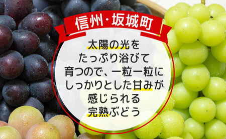 種無し 巨峰 約2kg 3～6房 宮原ぶどう園 ぶどう 長野 ブドウ フルーツ 果物 | 長野県坂城町 | ふるさと納税サイト「ふるなび」