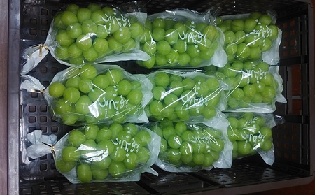 【11・12月発送】富山葡萄園の冷蔵シャインマスカット 2kg以上（3-4房）長野 信州 坂城 産地直送※配送不可エリアあり※ 果物類 ぶどう ブドウ フルーツ 