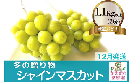 【12月発送】冬の贈物 たきざわ果樹園の冷蔵シャインマスカット2房(約1.1kg)