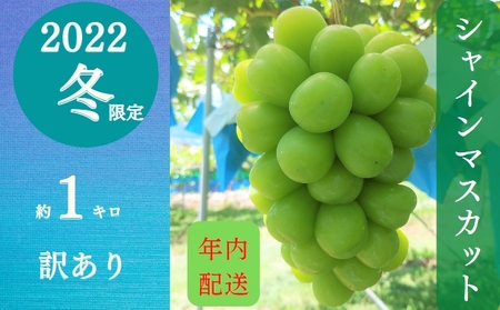 富山葡萄園の冷蔵シャインマスカット1kg 訳あり