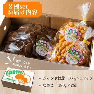 きのこ2種セット 計860g ジャンボまいたけ 500g なめこ 180g×2【北海道きのこ品評会 最優秀賞受賞】【遠藤農産】きのこ キノコ セット 詰め合わせ 舞茸 滑子 国産 北海道産 北海道 比布町 ぴっぷ 1002-001