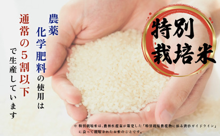 令和7年産 新米 特別栽培米 ゆめぴりか 10kg【ナナプラザ】米 お米 北海道産 北海道米 特Aランク 国産 白米 コメ 北海道 比布町 ぴっぷ 1021-002