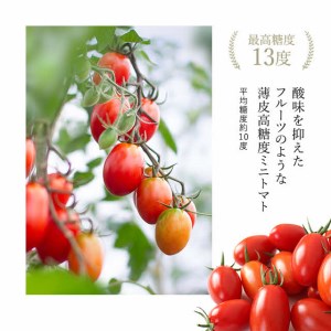 【2024年産受付開始】金賞受賞！北海道フルーツミニトマト【ジェルバ】2.5kg