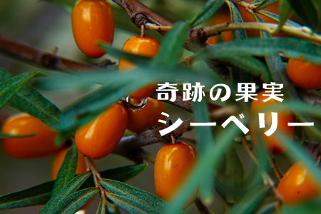 シーベリーせっけん 80g【旭川砕石(株)】石鹸 石けん 洗顔 スキンケア シーベリー サジー 沙棘 北海道 比布町 ぴっぷ 1013-001