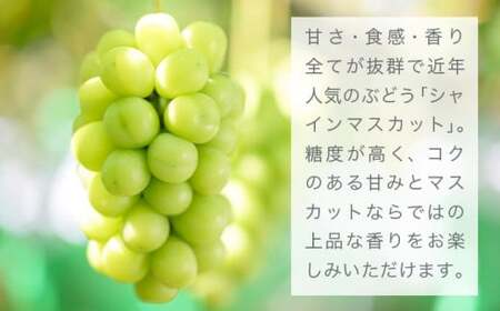 シャインマスカット 約2kg 3～4房 ［おぶせファーマーズ］ 果物 フルーツ ぶどう 葡萄 数量限定 先行予約 長野 信州 令和8年産 【2026年9月上旬～11月上旬発送】