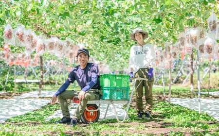 シャインマスカット 約2kg 3～4房 ［おぶせファーマーズ］ 果物 フルーツ ぶどう 葡萄 数量限定 先行予約 長野 信州 令和8年産 【2026年9月上旬～11月上旬発送】