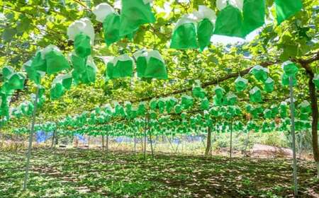 シャインマスカット 約2kg 3～4房 ［おぶせファーマーズ］ 果物 フルーツ ぶどう 葡萄 数量限定 先行予約 長野 信州 令和8年産 【2026年9月上旬～11月上旬発送】