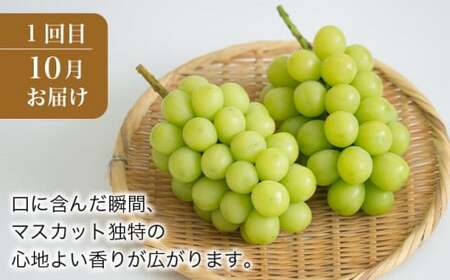 秋と冬のシャインマスカット2回定期便 約1kg × 2回 合計 約2kg ［小布施屋］ フルーツ ぶどう 果物 くだもの 葡萄 ブドウ 長野県産 信州産 クール便 冷蔵便 数量限定 先行予約 送料無料 令和8年産 【2026年10月～12月発送】