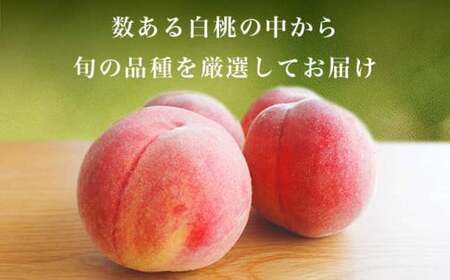 旬の白桃 約2kg 4～9玉 ［小布施屋］ 白桃 桃 もも モモ フルーツ 果物 クール便 冷蔵便 長野県産 信州産 期間限定 数量限定  たまき なつき あかつき 川中島白鳳 川中島白桃など 先行予約 2026 令和8年産 【2026年7月上旬～9月中旬発送】