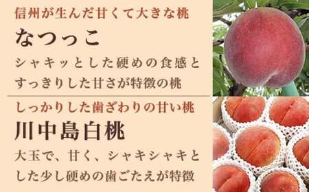 旬の白桃 約2kg 4～9玉 ［小布施屋］ 白桃 桃 もも モモ フルーツ 果物 クール便 冷蔵便 長野県産 信州産 期間限定 数量限定  たまき なつき あかつき 川中島白鳳 川中島白桃など 先行予約 2026 令和8年産 【2026年7月上旬～9月中旬発送】