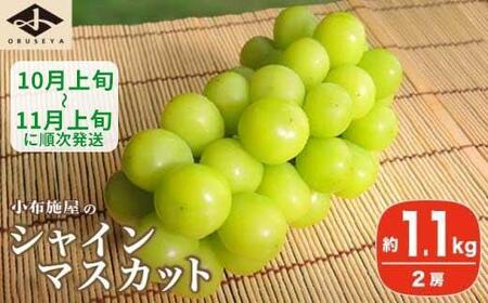 シャインマスカット 約1.1kg 2房 ［小布施屋］ フルーツ 果物 くだもの ぶどう 葡萄 ブドウ 数量限定 クール便配送 長野県産 産地直送 先行予約 送料無料 2026 2026年発送 令和8年産 【2026年10月上旬～11月上旬発送】［A-8b］