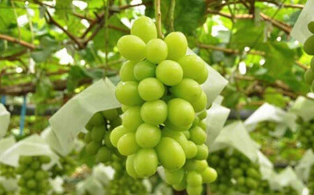 シャインマスカット 約1.1kg 2房 ［小布施屋］ フルーツ 果物 くだもの ぶどう 葡萄 ブドウ 数量限定 クール便配送 長野県産 産地直送 先行予約 送料無料 2026 2026年発送 令和8年産 【2026年10月上旬～11月上旬発送】［A-8b］