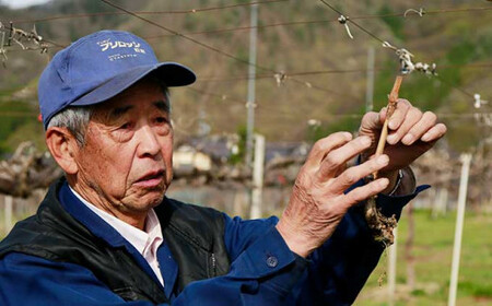 シャインマスカット 約1.1kg 2房 ［小布施屋］ フルーツ 果物 くだもの ぶどう 葡萄 ブドウ 数量限定 クール便配送 長野県産 産地直送 先行予約 送料無料 2026 2026年発送 令和8年産 【2026年10月上旬～11月上旬発送】［A-8b］
