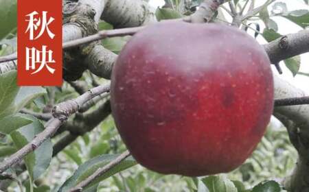 長野県産 季節の旬のりんご 約3kg 6～12玉［小布施屋］ りんご 林檎 リンゴ_ 果物 フルーツ 令和7年産 【2025年10月～2026年2月発送】