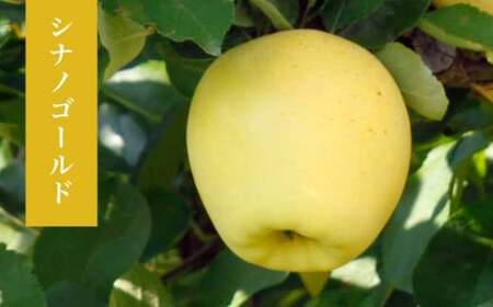 長野県産 季節の旬のりんご 約3kg 6～12玉［小布施屋］ りんご 林檎 リンゴ_ 果物 フルーツ 令和7年産 【2025年10月～2026年2月発送】