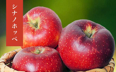 長野県産 季節の旬のりんご 約3kg 6～12玉［小布施屋］ りんご 林檎 リンゴ_ 果物 フルーツ 令和7年産 【2025年10月～2026年2月発送】