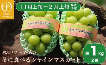 冬に食べるシャインマスカット 約1kg 2房［ おぶせファーマーズ ］ぶどう フルーツ 果物 【2025年11月上旬～2026年2月上旬発送】