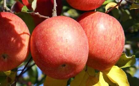 【訳あり】 サンふじ 約3kg 6～12玉 ［小布施屋］ りんご 林檎 リンゴ 不揃い 規格外 果物 フルーツ 生産者応援 支援 家庭用  長野県産 信州産 小布施町 令和7年産 【2025年11月下旬～2026年3月下旬発送】 