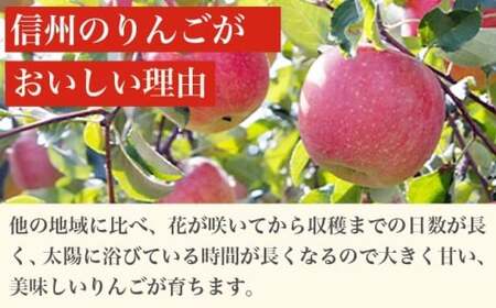 ［訳あり］ 旬のりんご 約3kg 6～12玉 ［小布施屋］ 傷 規格外 不揃い 訳アリ 家庭用 りんご 林檎 リンゴ 果物 フルーツ 長野県産 信州産 特産 産地直送 産直 数量限定 先行予約 令和7年度産 【2025年1月～2月配送】