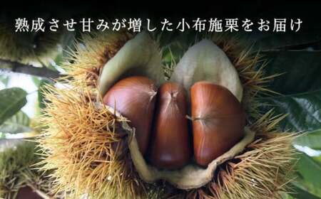  熟成小布施栗 約1kg ［おぶせファーマーズ］ 果物 フルーツ 生栗 くり 長野県産 信州産 令和8年産 【2026年10月下旬～11月下旬発送】  ［F-236］