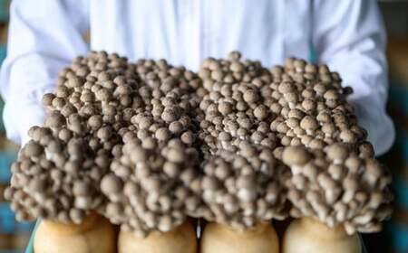  ぶなしめじ 300g × 4袋 ［おぶせファーマーズ］ きのこ キノコ 野菜 鍋 炒め物 長野 信州