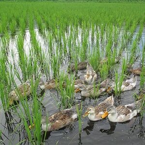 特別栽培米「ミルキークイーン」 白米5kg【1023915】