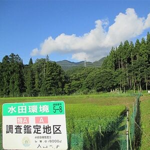 特別栽培米「ミルキークイーン」玄米 5kg【1023916】