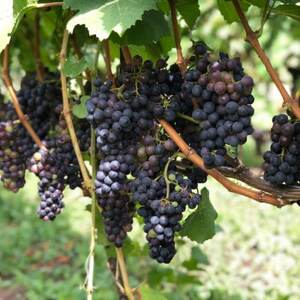 【ワイン農家のワイン】チャオ チャオ ロッソ 2023 メルロー1本【1031669】