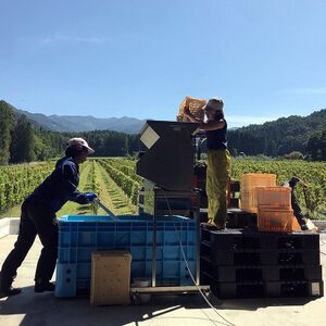 信州たかやまワイナリーのなっちょ白ワイン・ロゼワイン2本セット【配送不可地域：離島】【1402298】