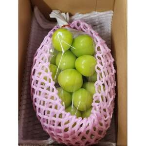 『2026年発送 先行受付』 信州高山村【新鮮朝採り 農家直送】 シャインマスカット ひと房【配送不可地域:離島】【1613809】