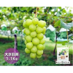 『2026年発送 先行受付』信州高山村【新鮮朝採り】シャインマスカット 2房1.1kg以上!【配送不可地域:離島】【1625531】