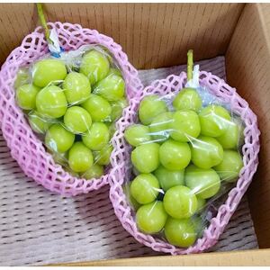 『2026年発送 先行受付』信州高山村【新鮮朝採り】シャインマスカット 2房1.1kg以上!【配送不可地域:離島】【1625531】