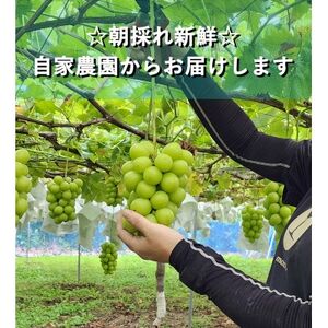 『2026年発送 先行受付』信州高山村【新鮮朝採り】シャインマスカット 2房1.1kg以上!【配送不可地域:離島】【1625531】