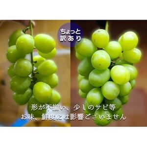 『2026年発送 先行受付』 ちょっと訳あり 信州産 新鮮朝採りシャインマスカット 2～3房1kg【配送不可地域：離島】【1625533】